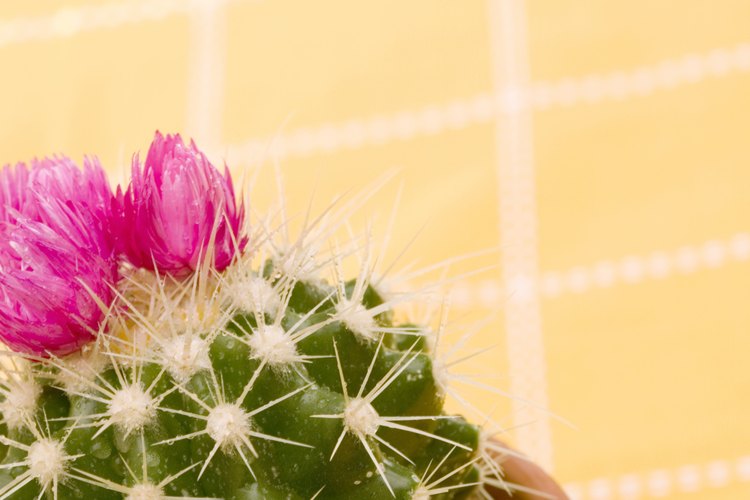 Cactus en maceta.