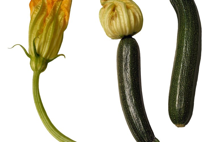 El ovario de la flor femenina del zapallo, a la derecha, es la que madurará en un fruto.
