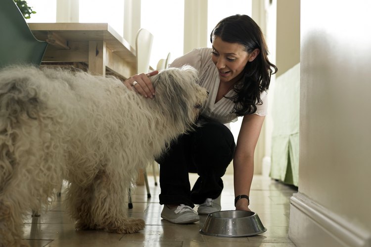 Cuántas veces al día se debe alimentar a un perro.