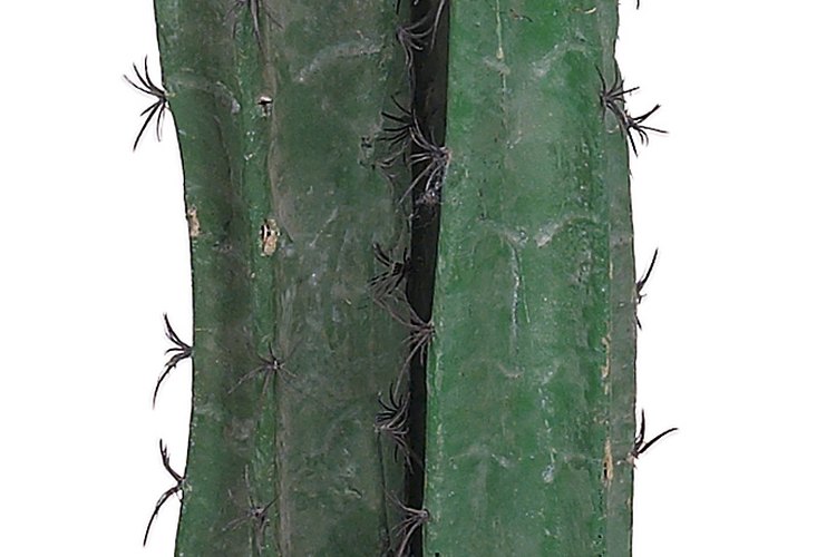 El cactus San Pedro (trichocereus pachanoi) es una planta suculenta de crecimiento vertical.