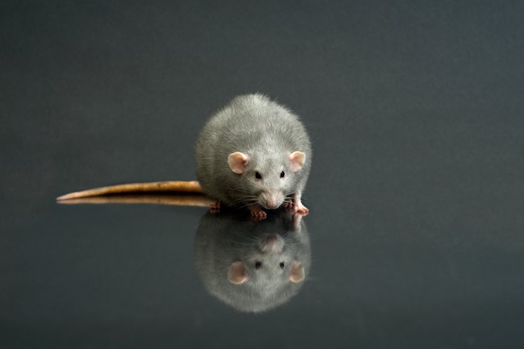 Tapa las ratoneras para mantener estos animales afuera de tu hogar.