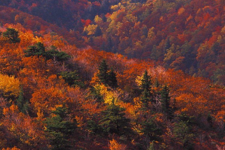 Las excursiones de otoño son especialmente coloridas en la zona Blowing Rock.