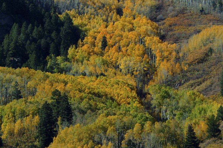 Lleva tu cámara para fotografiar coloridos álamos otoñales a lo largo del camino.