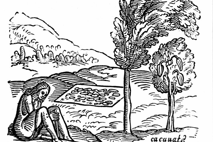 Los árboles de cacao crecen mejor cerca del Ecuador.