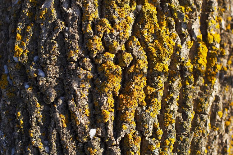 En condiciones normales, el musgo prefiere crecer del lado norte de las cortezas de los árboles.