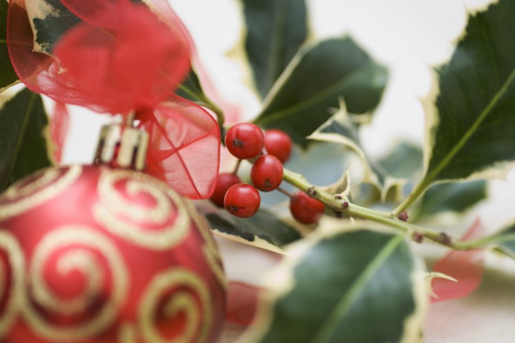 Los acebos son buscados para decoraciones navideñas.
