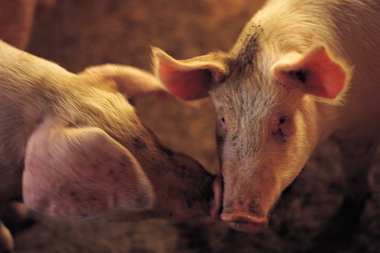 "Cerdo", "puerco" y "verraco" tienen significados específicos para el agricultor.