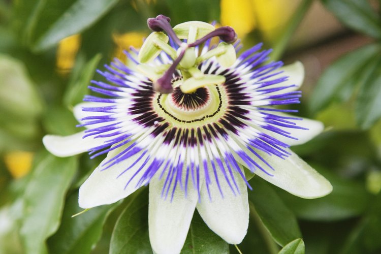 La pasiflora es conocida por sus propiedades tranquilizantes.