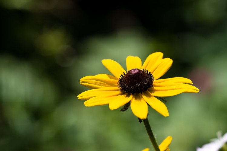 La rudbeckia bicolor es la flor perenne del estado de Maryland y regresa cada año