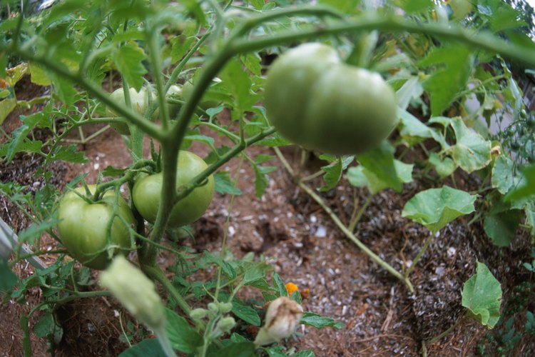 Los gusanos enriquecen el suelo para aumentar la productividad del jardín.