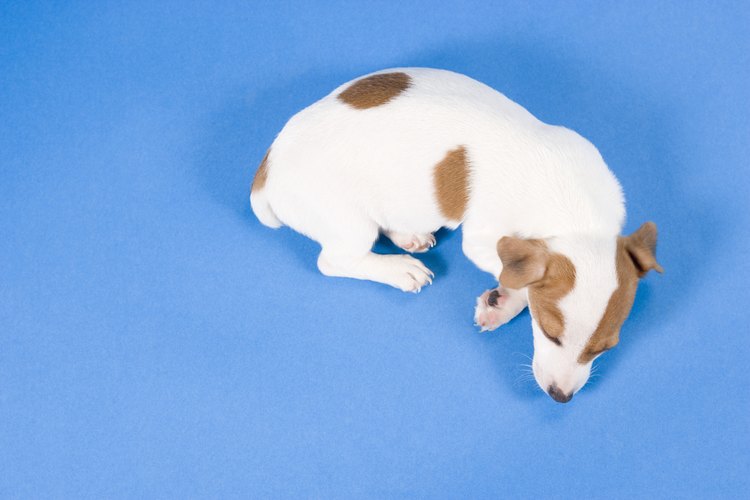 La incontinencia canina ocurre cuando el perro pierde el control de su vejiga durante el sueño.