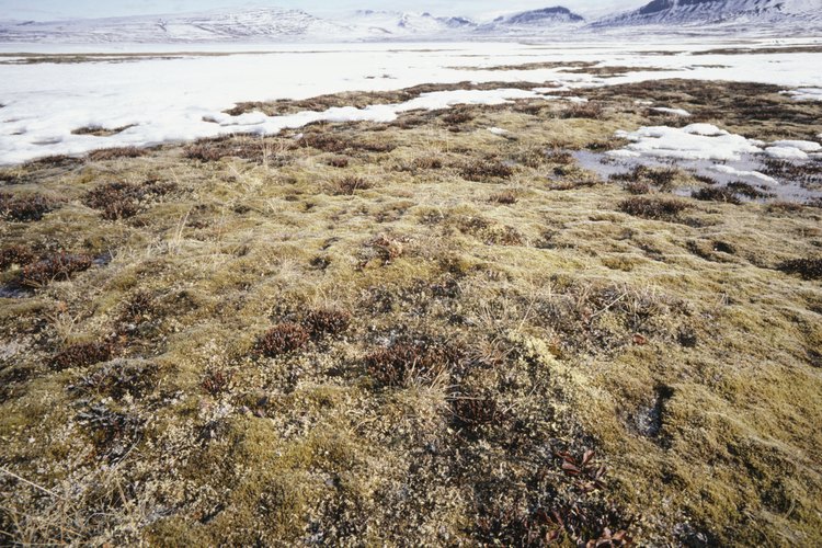 Muy pocos herbívoros pueden sobrevivir en la tundra, debido a la falta de vegetación.