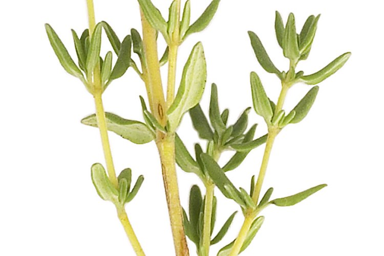 La moringa crece de semillas o de esquejes