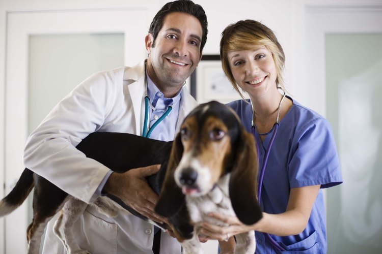 El Advantix es un medicamento para perros con efectos adversos graves.
