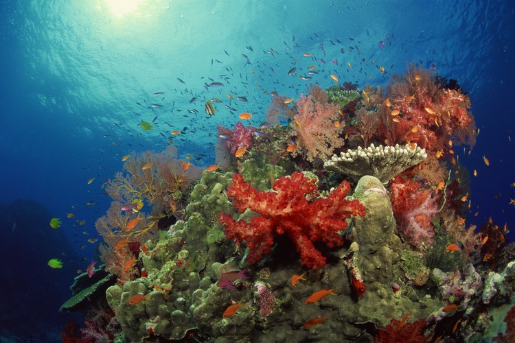 Los arrecifes de coral son hábitat de un sin fin de especies marinas.