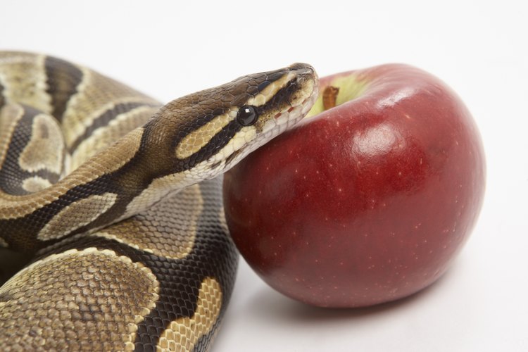 Las serpientes no comen frutas o verduras.