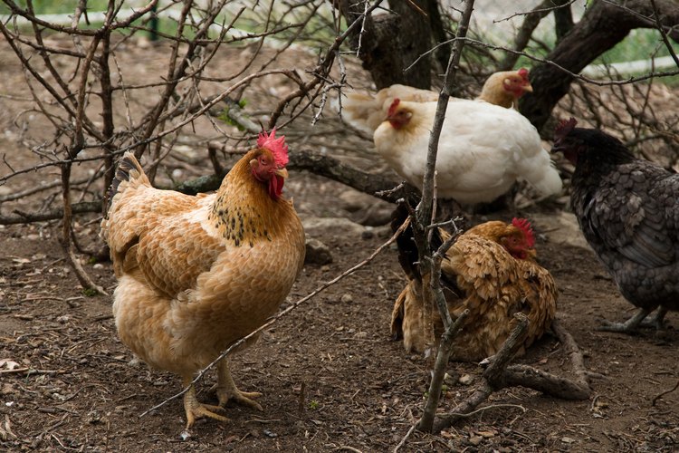 Las gallinas suelen ser afectadas por ácaros.
