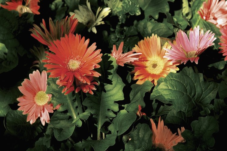Las gerberas florecen en muchos colores.