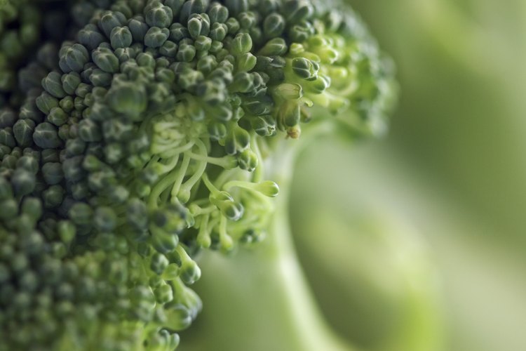 Blanquea el brócoli para conservar su sabor y sus nutrientes.