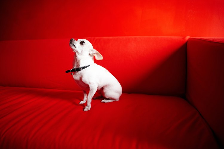 El chihuahua, la raza más pequeña de perros, puede dar varias camadas de cachorros.
