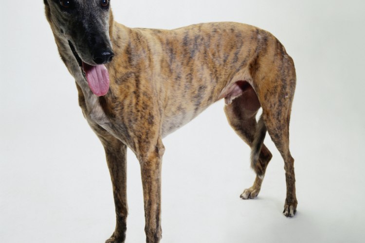 Galgo.