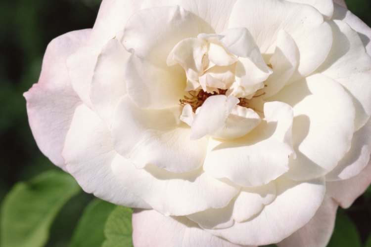 Prevén las enfermedades de las rosas con un cuidado adecuado.