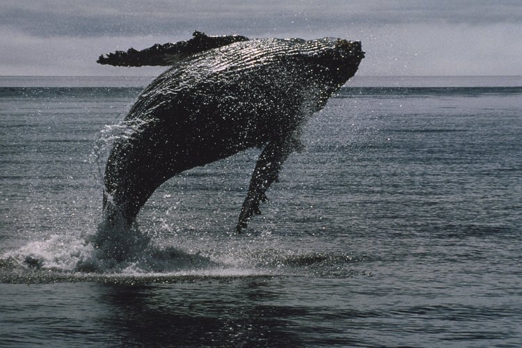 Las ballenas jorobadas son de color gris oscuro a negro.