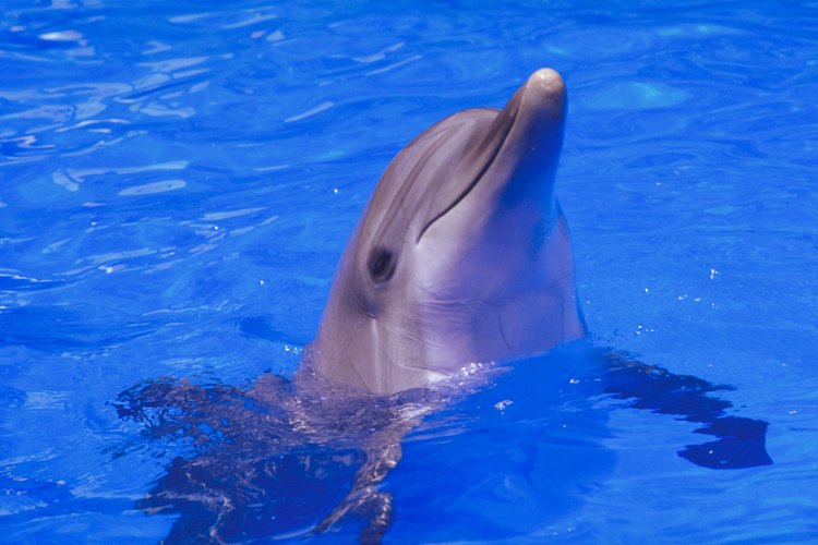Los delfines son uno de los animales marinos más desarrollados.