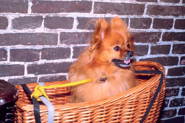 Para tener un auténtico pomerania debes seguir los estándares de la AKC.