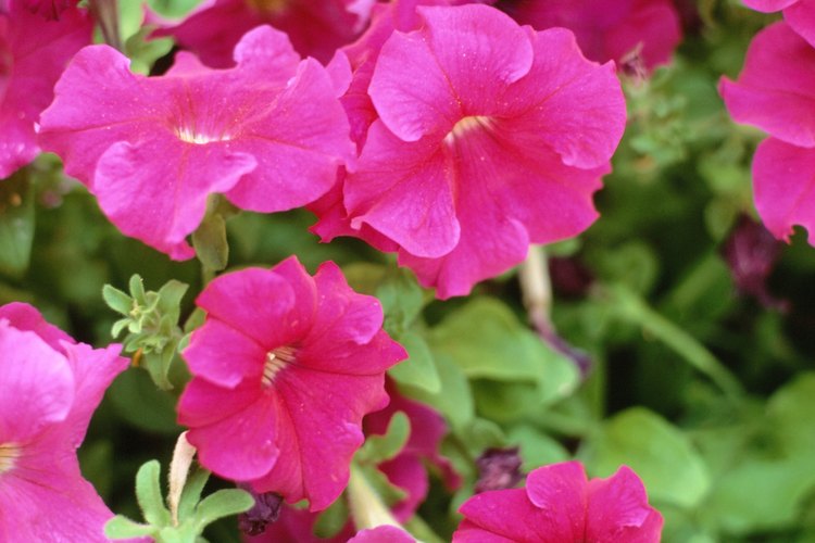 Las petunias son flores alegres anuales.