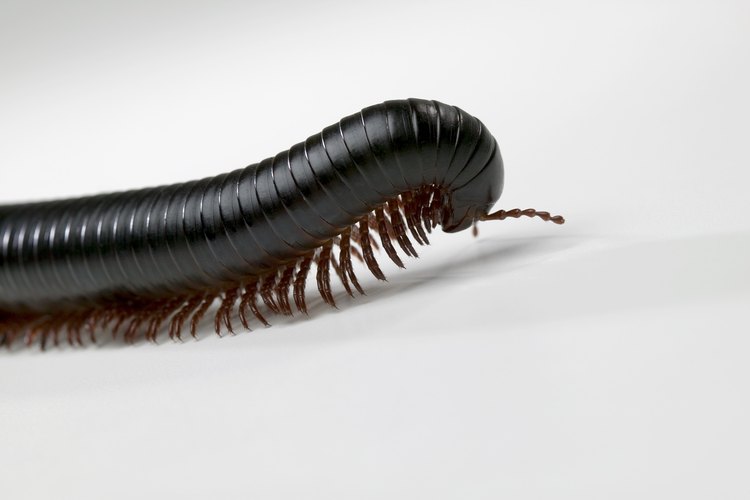 Existen más de 800 especies de milpiés.