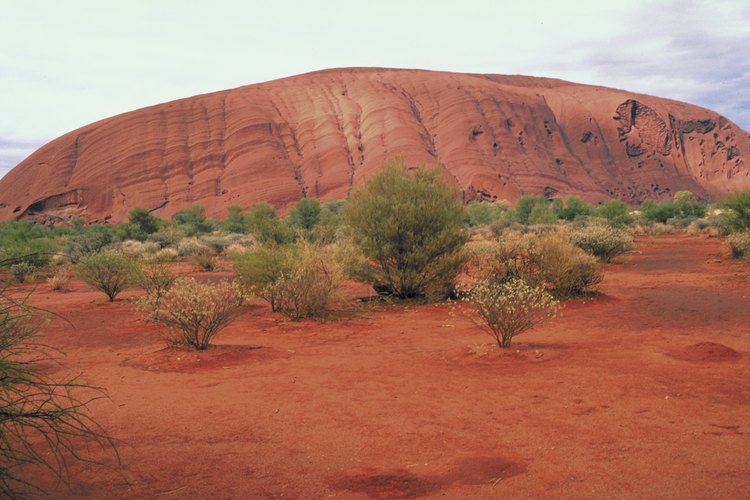Muchas plantas se adaptan perfectamente al clima del desierto.