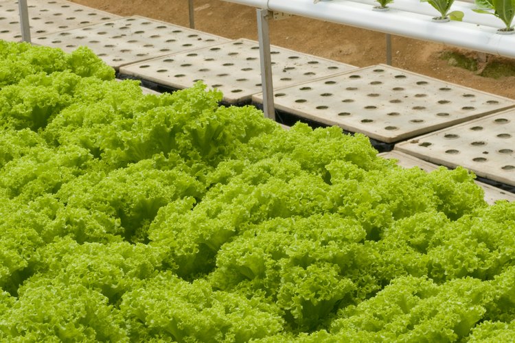 Los tomates y otros vegetales producen semillas para comenzar ideales para cultivos hidropónicos.