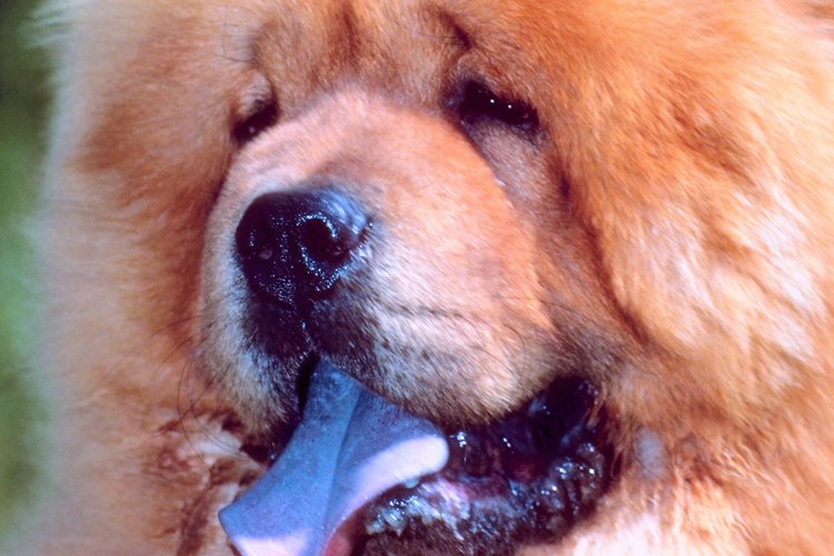 Los chow chow son una raza muy antigua de perros que data desde la dinastía china Han.