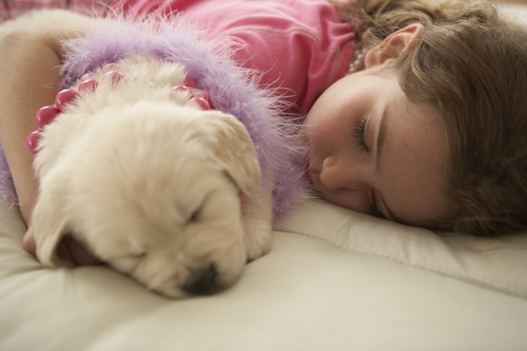 Sedantes naturales para los perros.