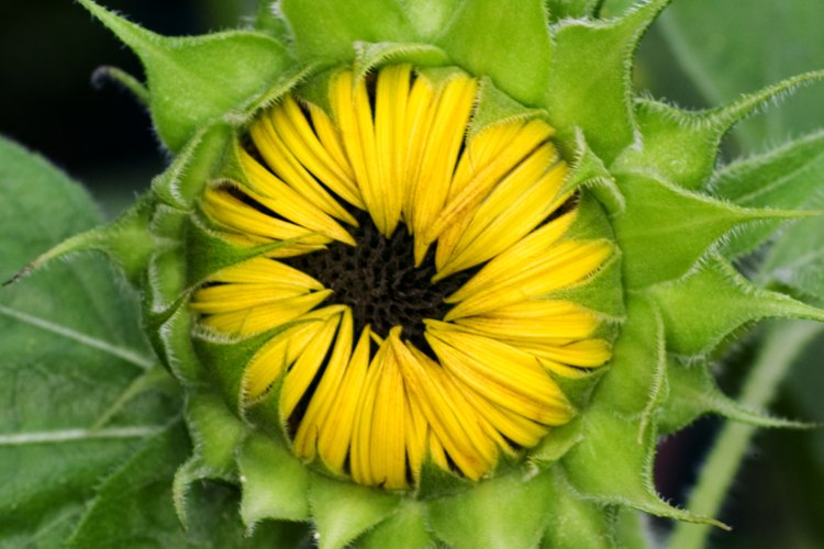 Antes de florecer totalmente, los girasoles se guirarán para seguir el sol a través del cielo desde la mañana a la noche.