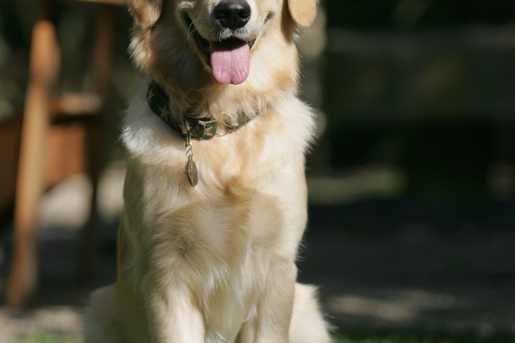 Minimiza las moscas en la zona para que tu perro pueda disfrutar del aire libre.