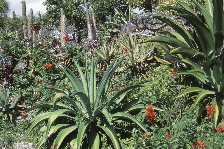 La palma de Madagascar le dará a tu entrada un aspecto exótico y llamativo.