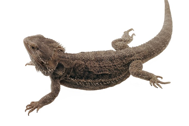 Los órganos reproductivos de los lagartos, como el dragón barbudo, son internos.