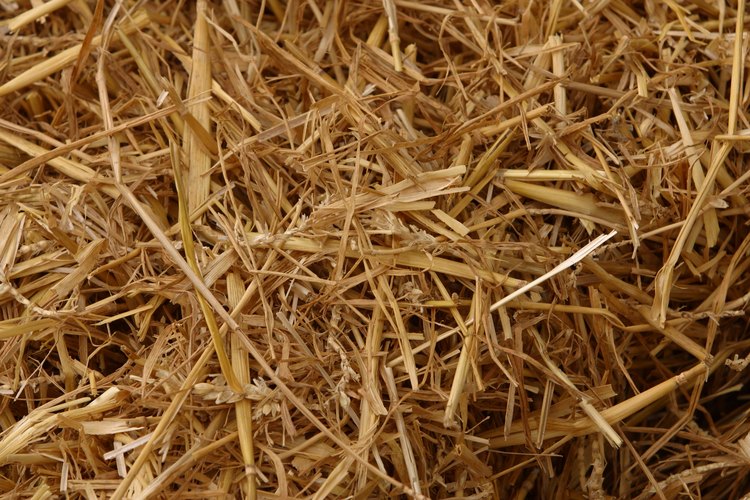 La paja orgánica y sin pesticidas es ideal como relleno del cajón para anidar.
