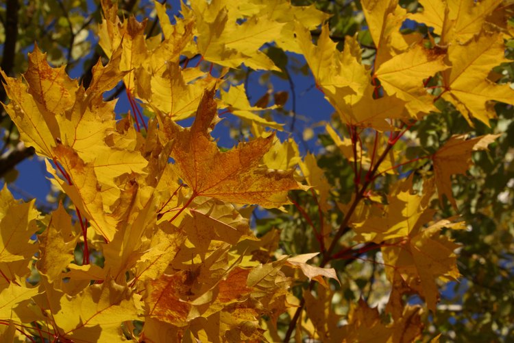 Las semillas del árbol de azúcar son dispersadas en el otoño.