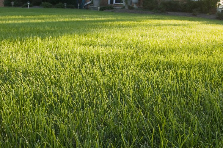 Evita fertilizar tus plantas de jardín con fertilizante de invierno para césped.