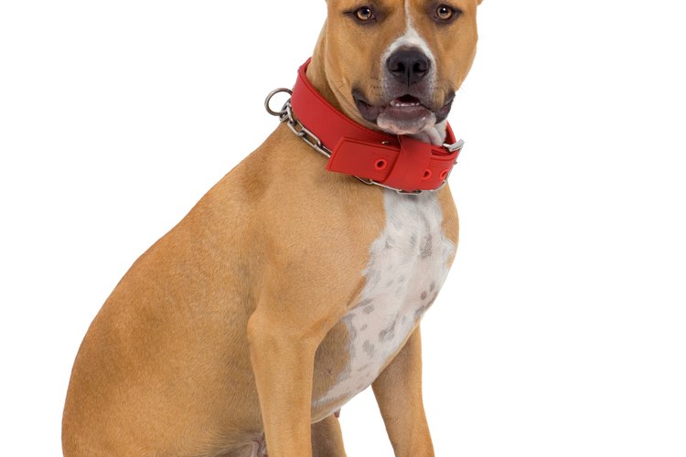 Los llamados pit bulls vienen en una variedad de diferentes razas.