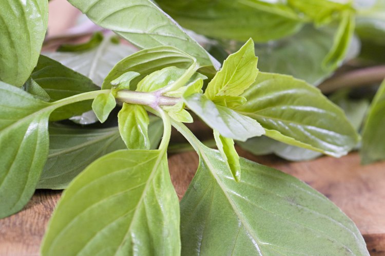Albahaca thai.