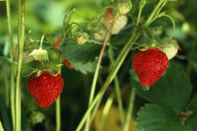 Las fresas june bearing son cosechadas al año después de sembrar.