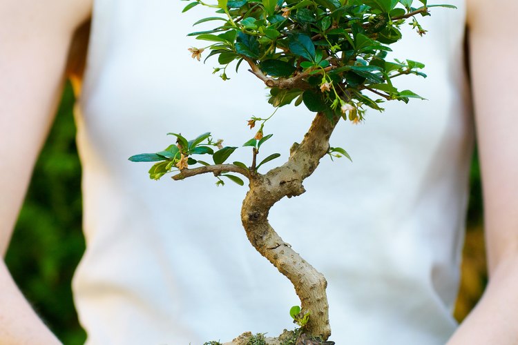 Las raíces de los árboles bonsái deben ser podadas para mantener el crecimiento del árbol al mínimo.