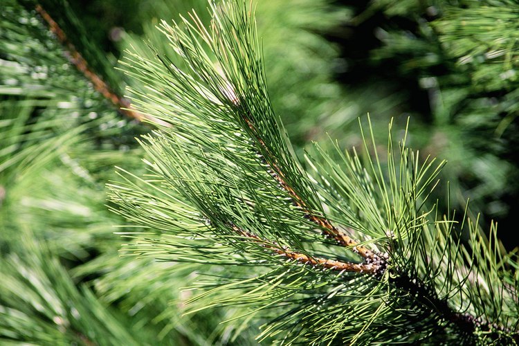 Examina cómo las agujas se sujetan a la rama para ayudar a identificar un árbol conífera.