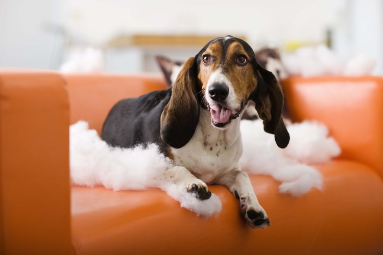 Los basset hound son perros de caza pesados y bajos con orejas muy largas.