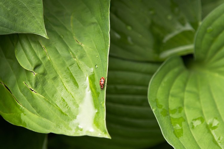Las plantas hosta sirven como una cobertura para la tierra para prevenir la erosión del suelo.