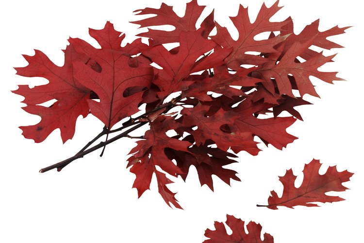 La mayoría de las especies de roble son caducas, dejando caer sus hojas en otoño.